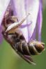 Andrena sp.